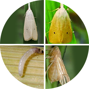 কীটনাশক