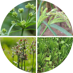 কীটনাশক